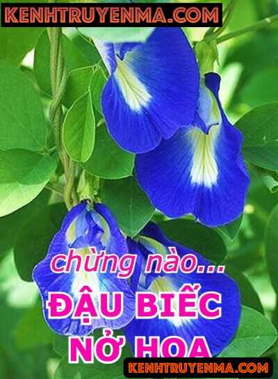 Nghe truyện Chừng Nào Đậu Biếc Nở Hoa